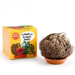 Kit de cultivo planta Rosa de Jericó 11 cm.