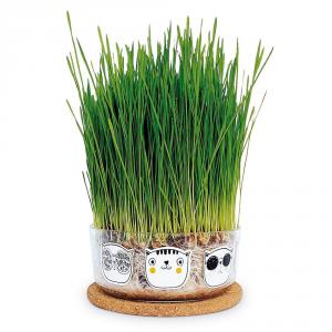Set de cultivo de hierba gatera