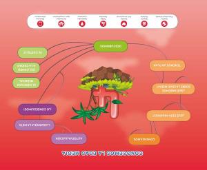 Mercado Medieval (Nivel 2). Explora·Infantil.2ºCurso